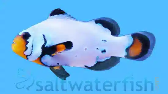 True Percula Clownfish: Maine Blizzard - Captive Bred