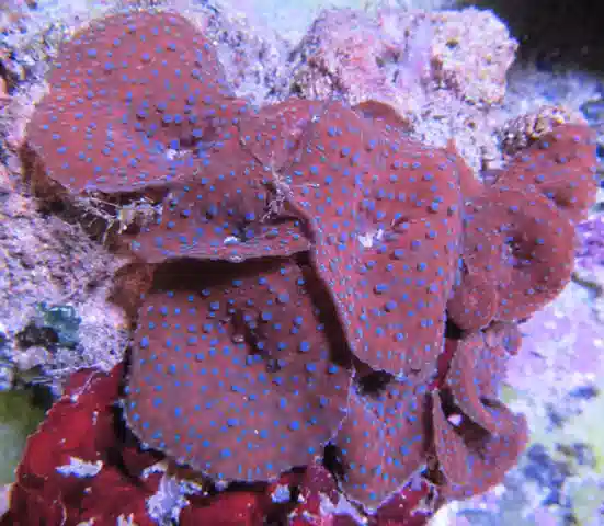 Mushroom Coral: Blue Spotted - Aquacultured