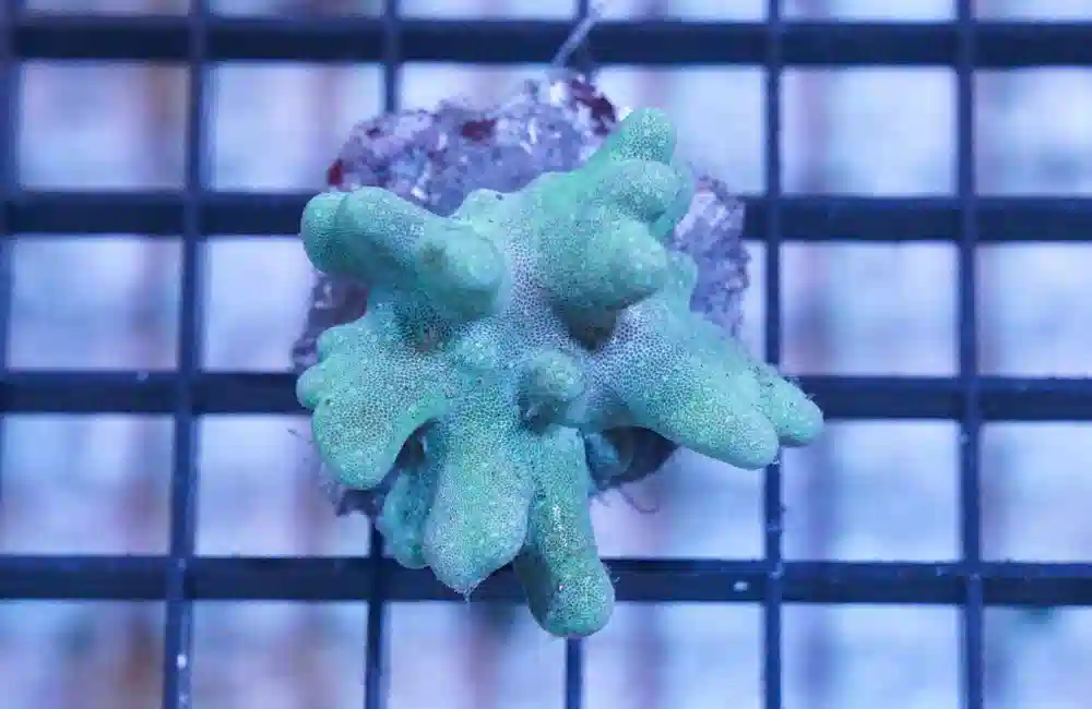 Devil's Hand Leather Coral:Green - Australia