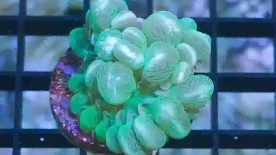 Large Bubble Coral: Green