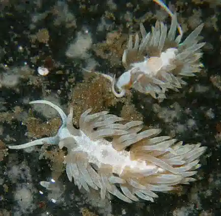 Proaquatix Berghia Nudibranchs - Group of 3