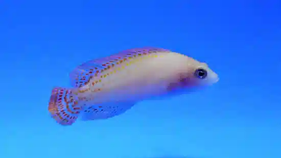 Red Spotted Dottyback 