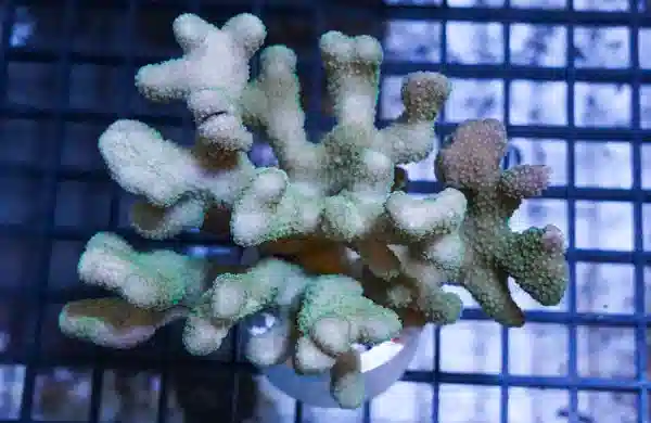 Cat's Paw Stylophora: Green Polyp 