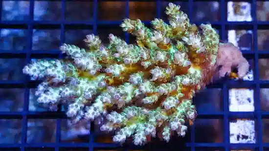 Acropora Coral - Fiji