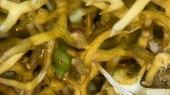 Emerald Coral Goby - Indo Pacific