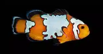 Black Ice Snowflake Clownfish - Captive Bred