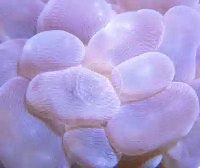 Bubble Coral - Assorted
