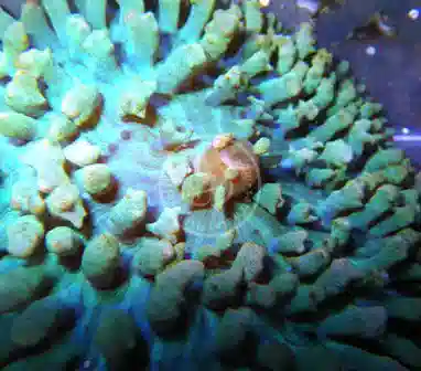 Mushroom Coral - Bubble Mushroom