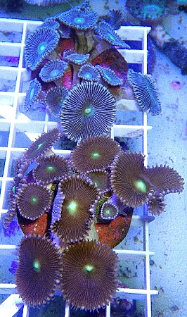 ORA Button Polyps