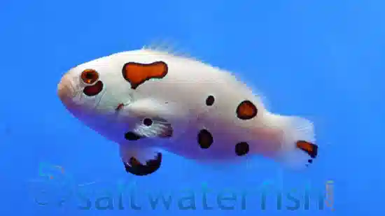 White Storm Clownfish - Captive Bred