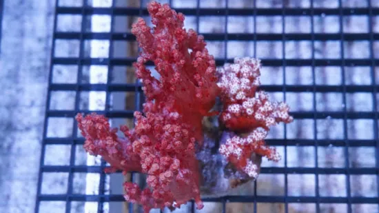 Soft Coral Tree : Red - Indo Pacific