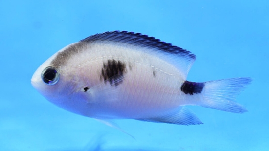 Corazons Damsel - Indian Ocean - Damsels - Saltwater Fish