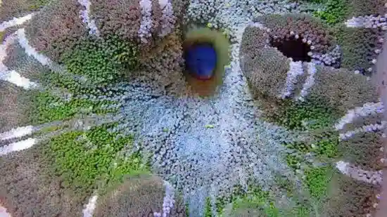 Green Carpet Anemone