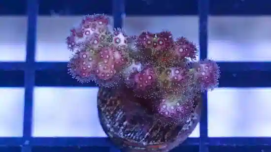 Pocillopora Cauliflower Coral: Rainbow - Aquacultured