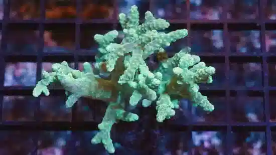 Sinularia Mushroom Finger Coral : Green - Fiji - Save 23%
