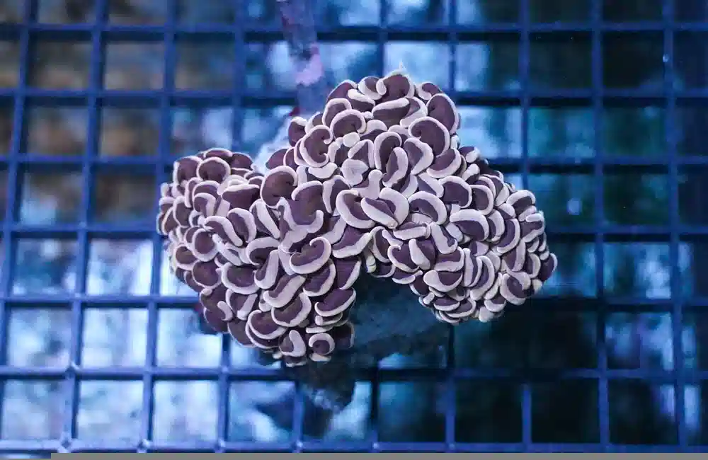 Hammer Coral: Pink