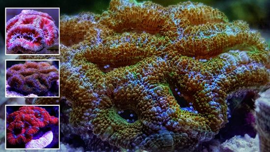 Acan Lord (Micromussa): Bi-Color - Australia