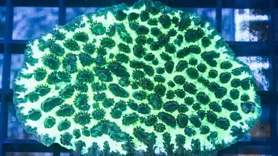 Horn Coral Hydnophora: Encrusting Green