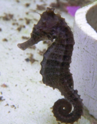 USA Captive Bred Kuda Seahorse - Female