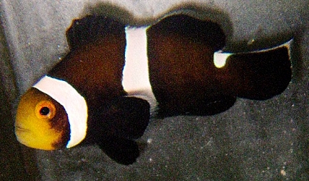 ORA Caramel Clownfish Captive-Bred