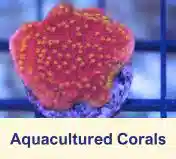 Aquacultured Corals