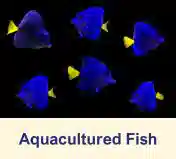 Aquacultured Fish