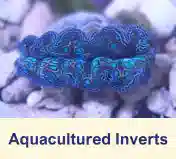 Aquacultured Invertebrates