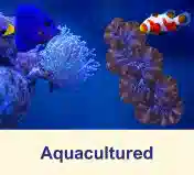 Aquacultured