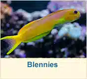 Blennies