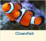 Clownfish