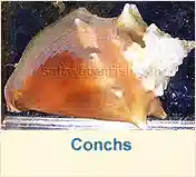 Conchs