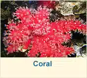 Coral