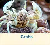 Crabs