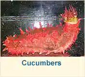 Cucumbers