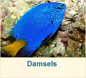 Damsels