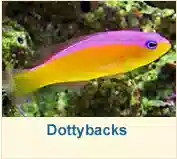 Dottybacks