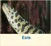 Eels