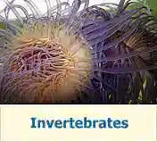 Invertebrates