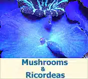 Mushrooms & Ricordeas