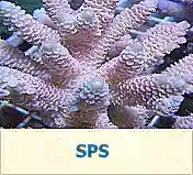 SPS