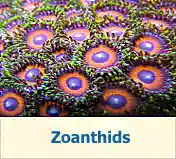 Zoanthids