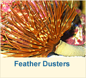 Feather Dusters