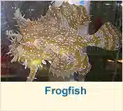 Frogfish