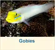 Gobies