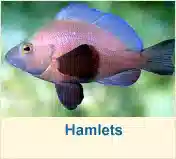 Hamlets