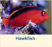 Hawkfish