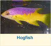 Hogfish