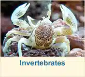 Invertebrates