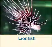 Lionfish