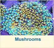 Mushrooms